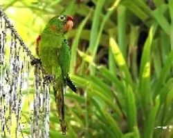 Crimson-fronted Parakeet