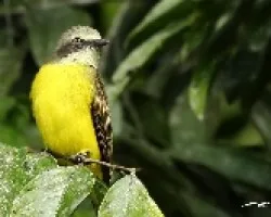Gray-capped Flycatcher