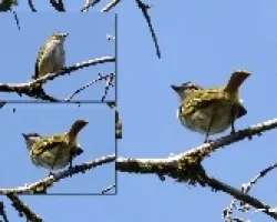 Zimmerius vilissimus