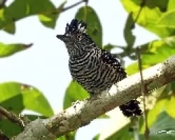 Barred Antshrike ?