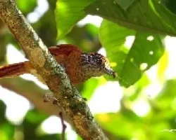 Barred Antshrike Female