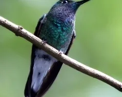 Colibrí
