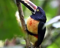 Collared Aracari