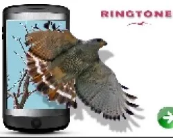 Ringtones Gratis