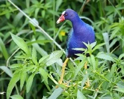 Gallareta Morada