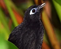 Immaculate Antbird