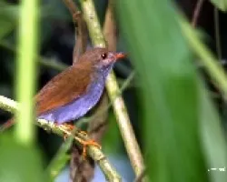 Orange-billed Nightingale-Thrush