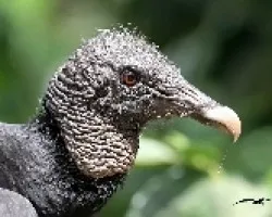 Zopilote Americano