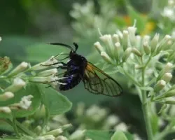 Polilla