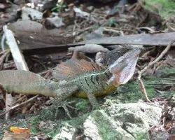 Iguana Punk