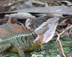 Iguana Punk