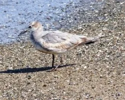 Larus atricilla