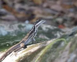 Basiliscus vitatus 