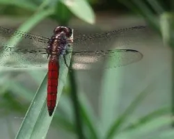 Libelula