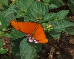 Mariposa