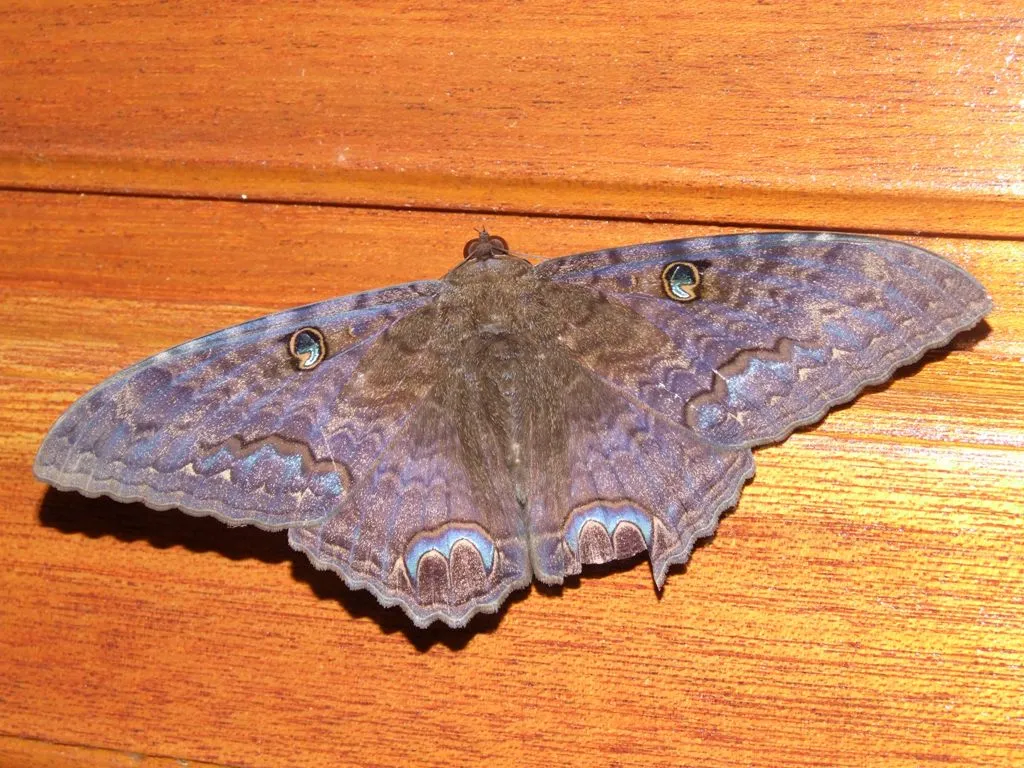 Foto
