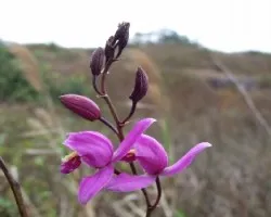 Flor Morada