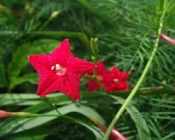 Estrellas rojas