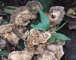 Hongos psicodelicos