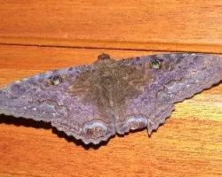 Polilla