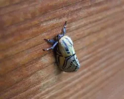 Polilla