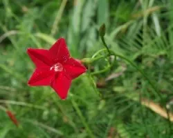 Ipomoea quamoclit