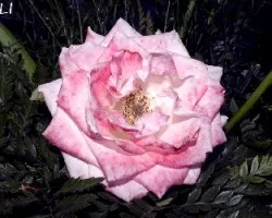 Linda Rosa