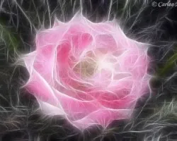 Rosa Fractales