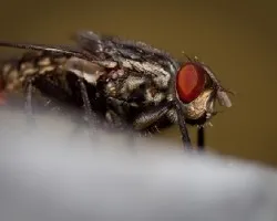 Mosca