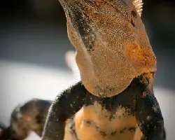Iguana