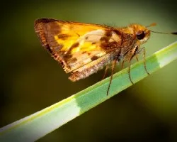 Mariposa
