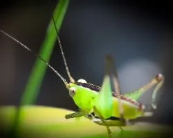 Verde fosforescente