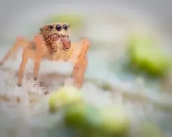 Saltadora