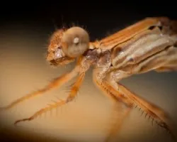 Libelula