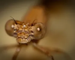 Libelula