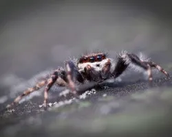 Una bella saltarina