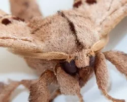 Extrana mariposa