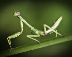 Imponente Mantis