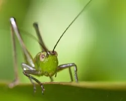 Saltamontes