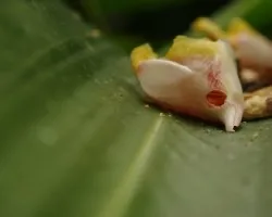 Flor sobre hoja
