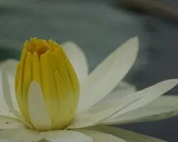 Florecimiento