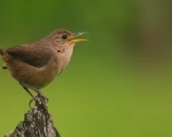 Pajarito