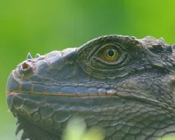 Ojo hipnotico