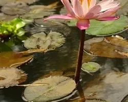 Nymphaea lotusv