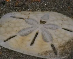 Galleta de mar