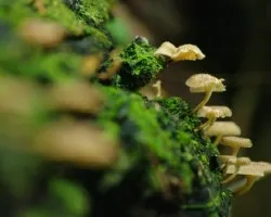 Pequenos honguitos