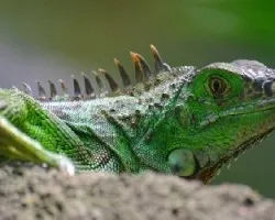 Iguana verde