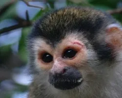Mirada de  esperanza