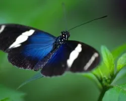 Mariposa