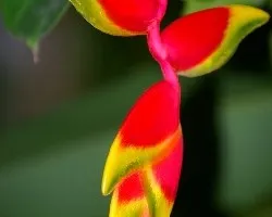 Heliconia